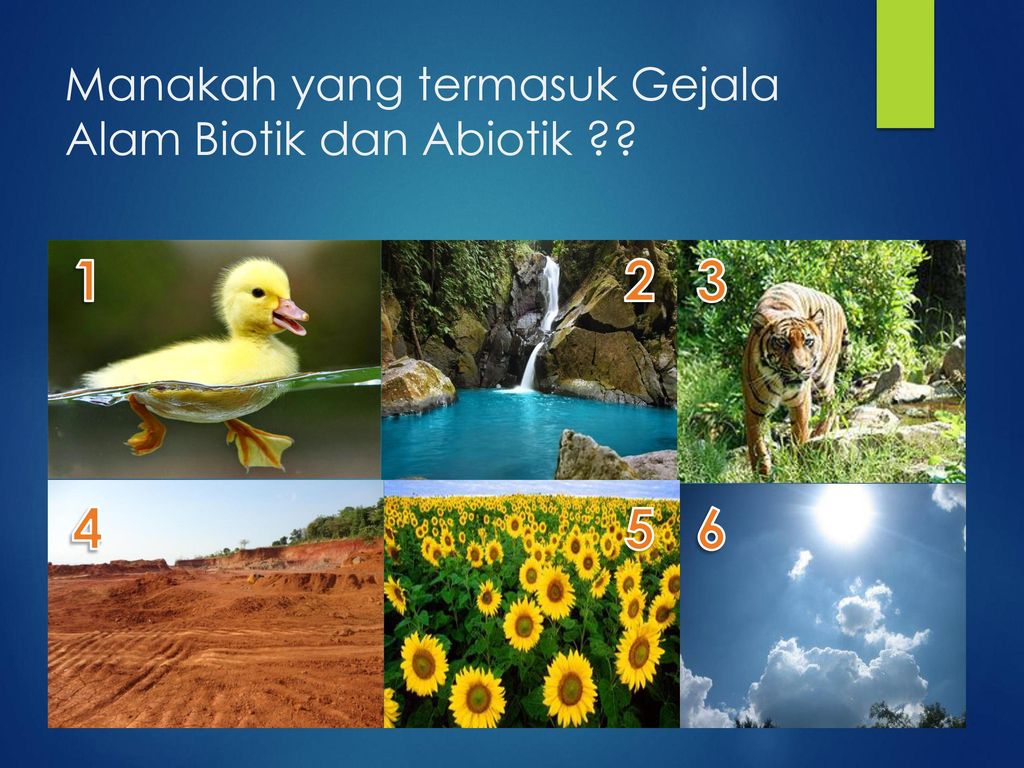 Detail Contoh Sumber Daya Alam Biotik Nomer 42