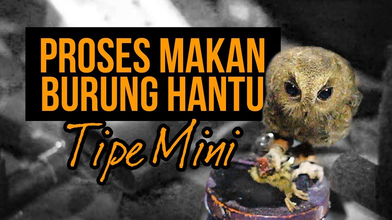 Detail Gambar Makanan Burung Hantu Nomer 25