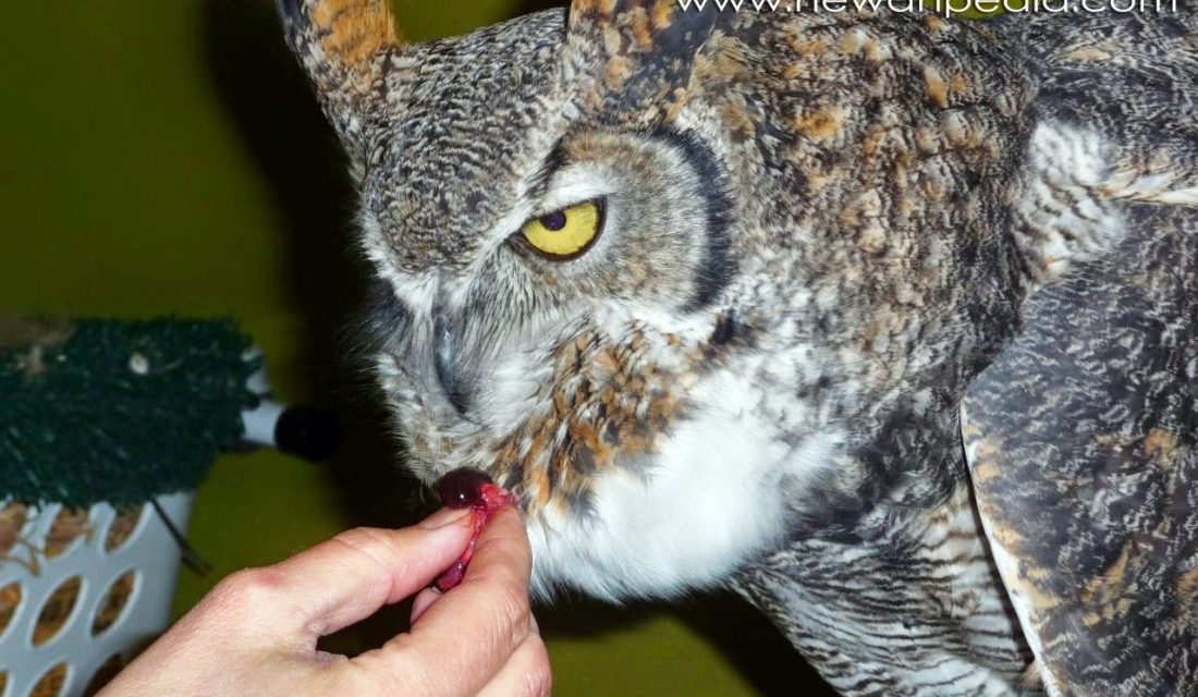 Detail Gambar Makanan Burung Hantu Nomer 39