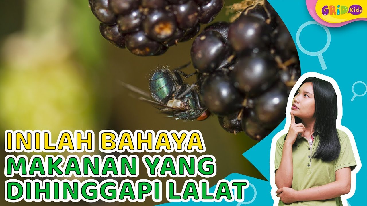 Detail Gambar Makanan Di Hinggapin Lalat Nomer 40