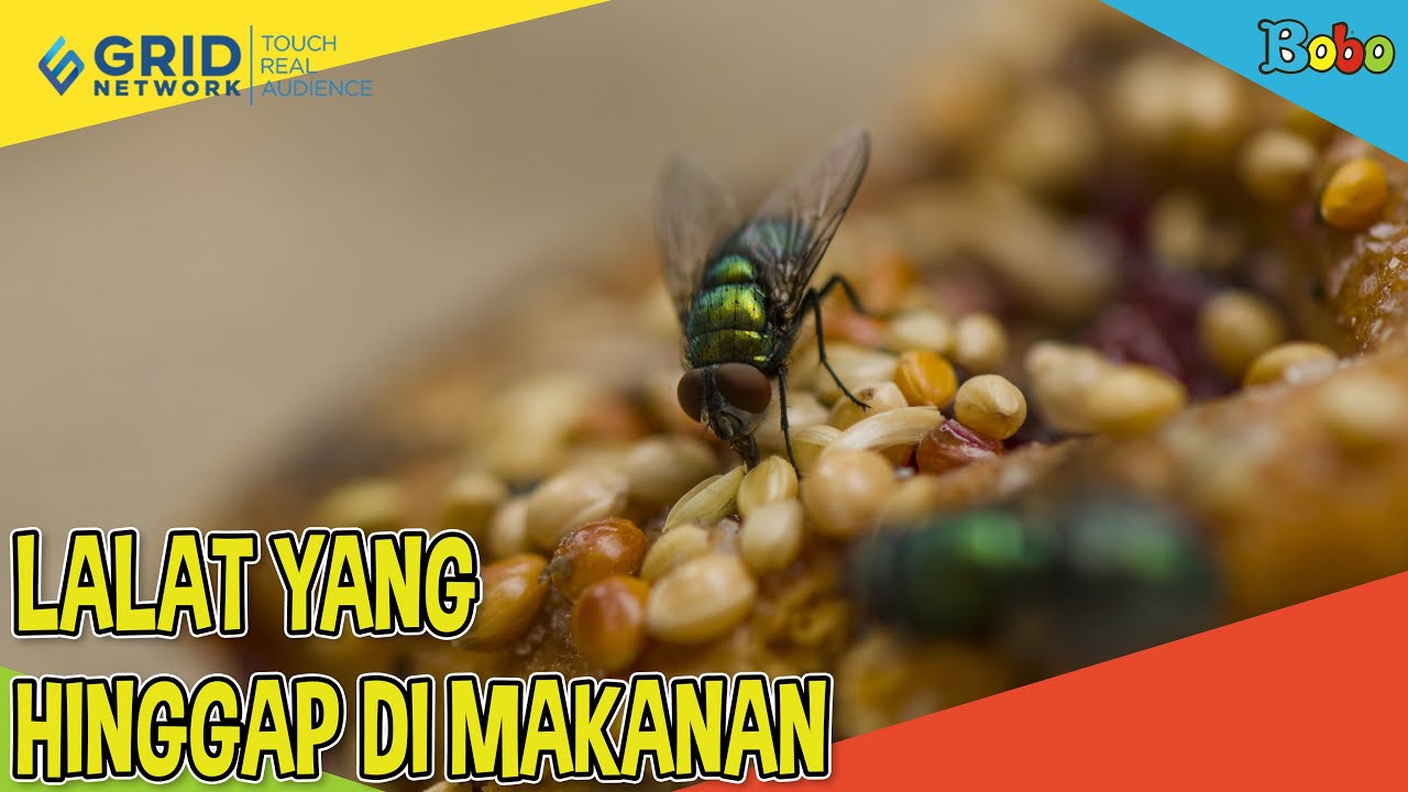 Detail Gambar Makanan Di Hinggapin Lalat Nomer 53