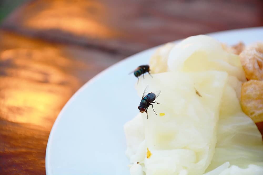 Detail Gambar Makanan Dihinggapi Lalat Nomer 2