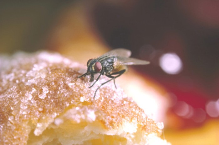 Detail Gambar Makanan Dihinggapi Lalat Nomer 15