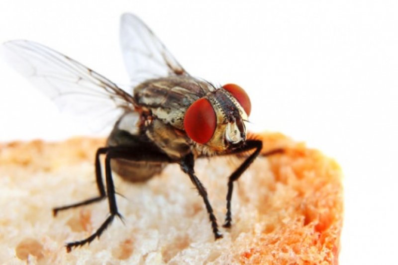 Detail Gambar Makanan Dihinggapi Lalat Nomer 51