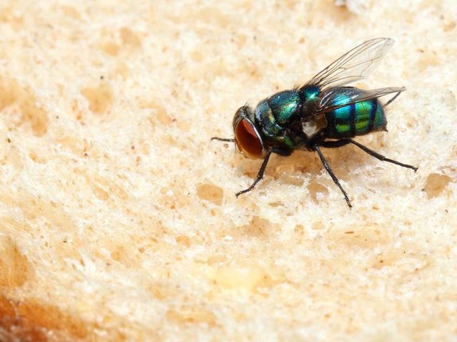 Detail Gambar Makanan Dihinggapi Lalat Nomer 10