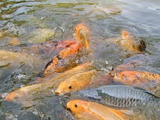 Detail Gambar Makanan Ikan Mas Nomer 18