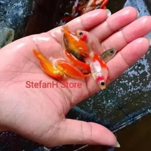 Detail Gambar Makanan Ikan Mas Nomer 32