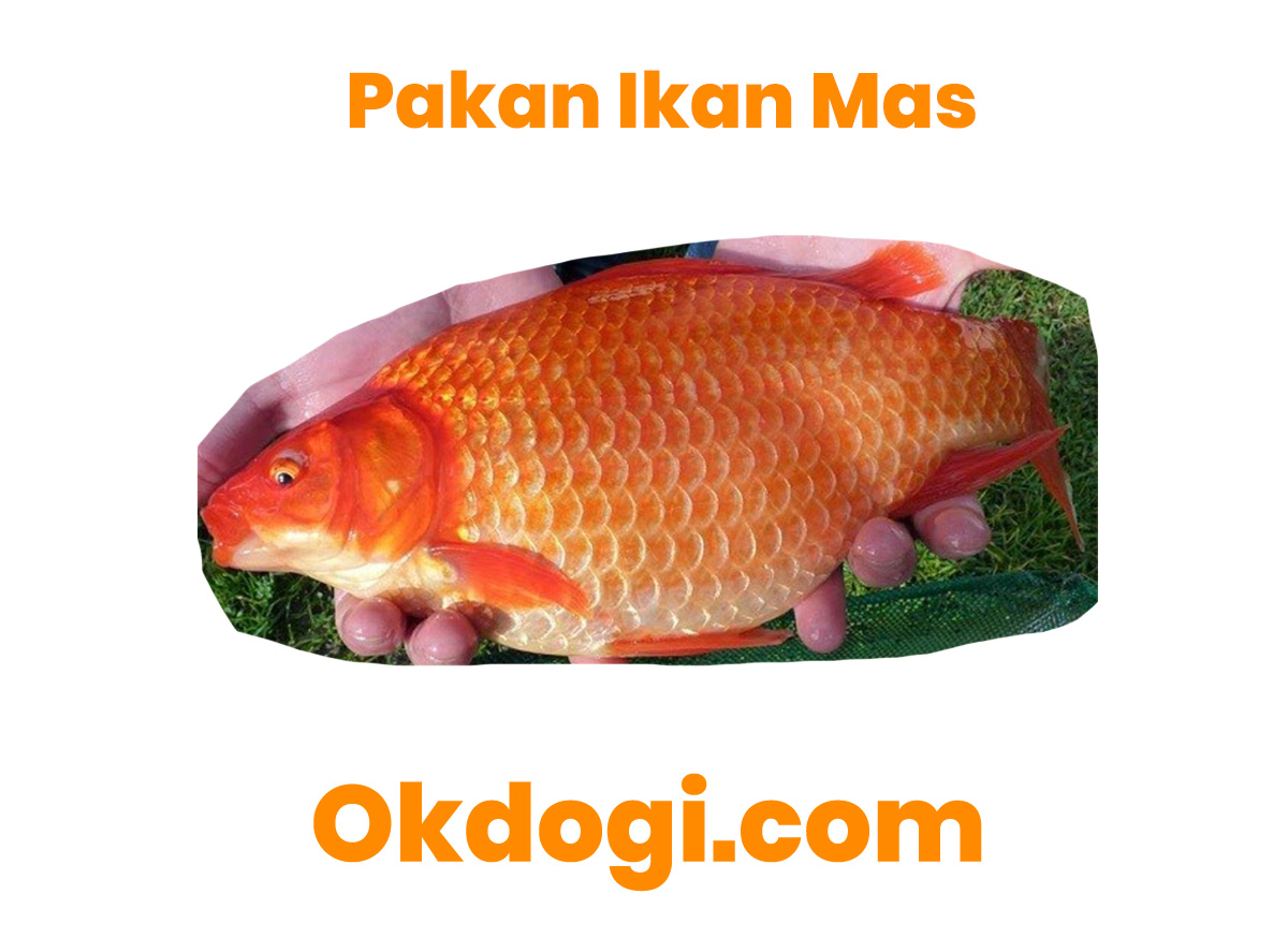 Detail Gambar Makanan Ikan Mas Nomer 9