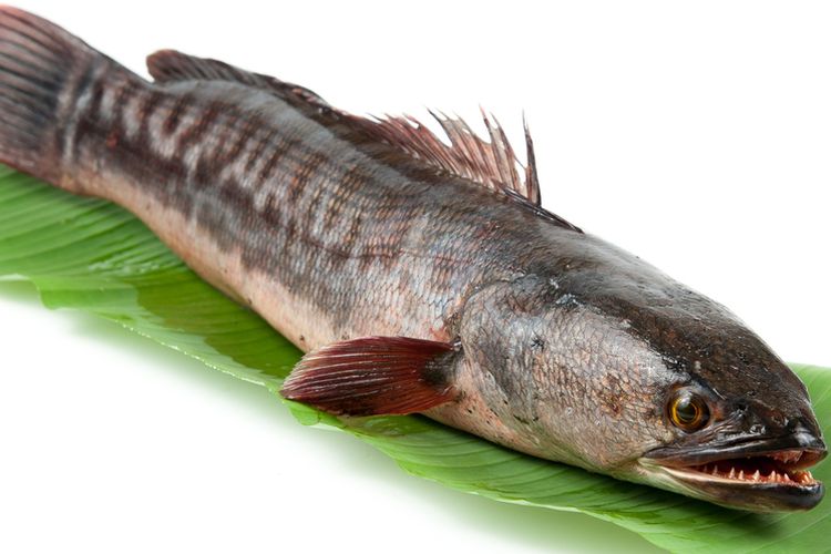 Detail Gambar Makanan Telor Dan Ikan Gabus Nomer 18