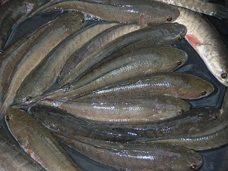 Detail Gambar Makanan Telor Dan Ikan Gabus Nomer 22