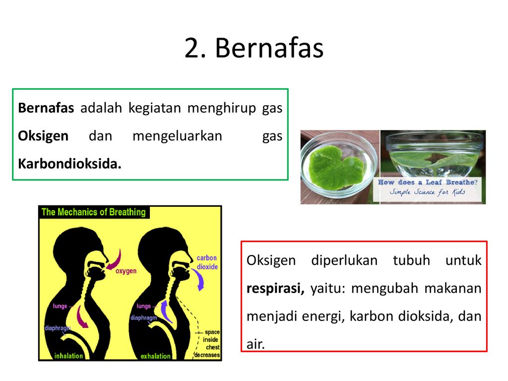 Detail Gambar Makhluk Hidup Bernafas Nomer 45