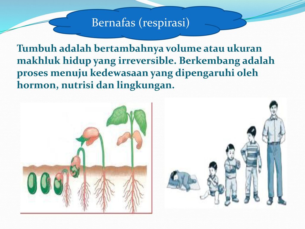 Detail Gambar Makhluk Hidup Bernafas Nomer 47