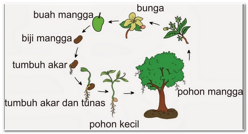 Detail Gambar Makhluk Hidup Tumbuh Nomer 15