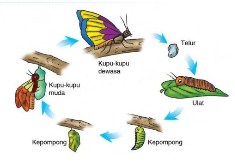 Detail Gambar Makhluk Hidup Tumbuh Nomer 16