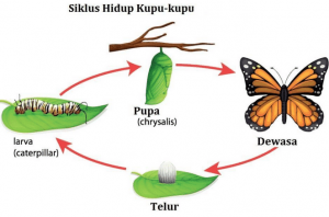 Detail Gambar Makhluk Hidup Tumbuh Nomer 56