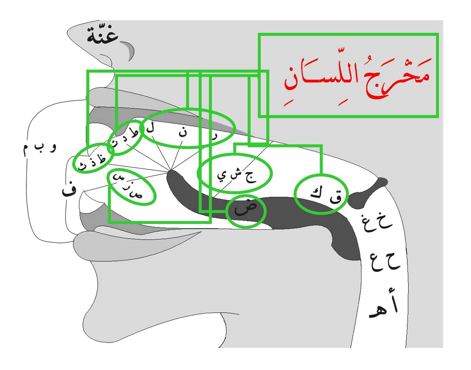 Detail Gambar Makhraj Huruf Nomer 13