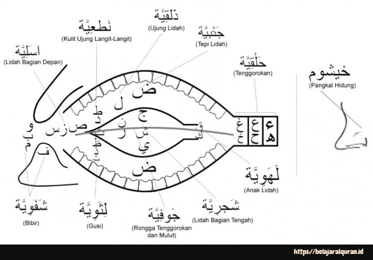 Detail Gambar Makhraj Huruf Nomer 26