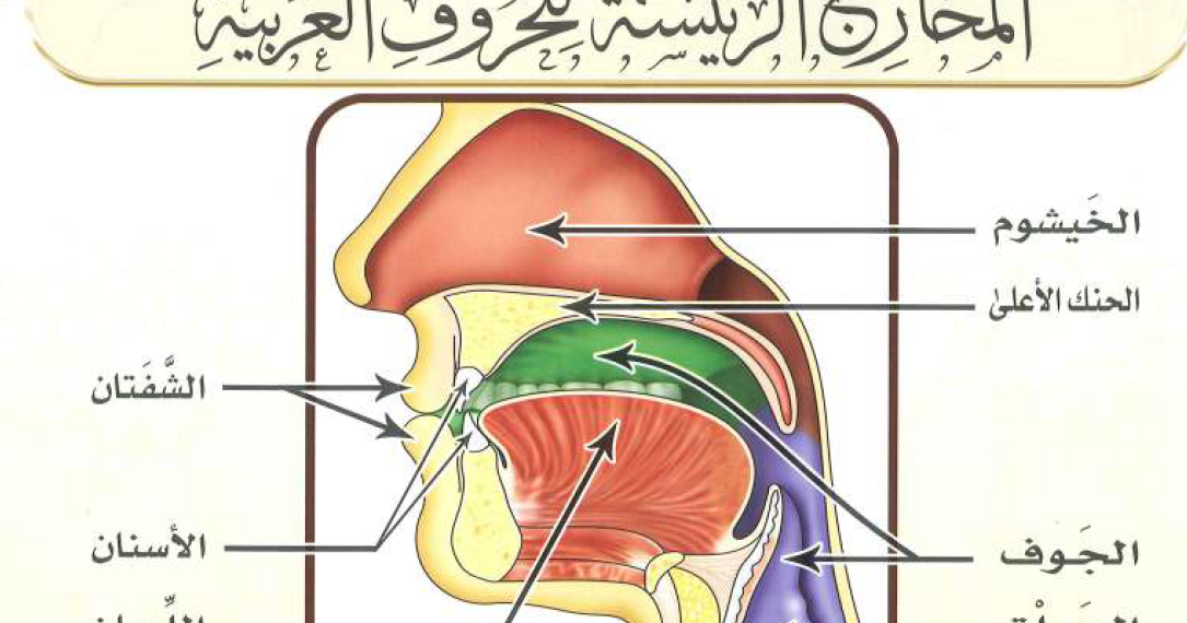 Detail Gambar Makhraj Huruf Nomer 8