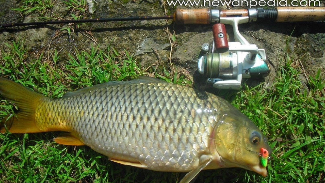 Detail Gambar Mancing Ikan Nomer 38