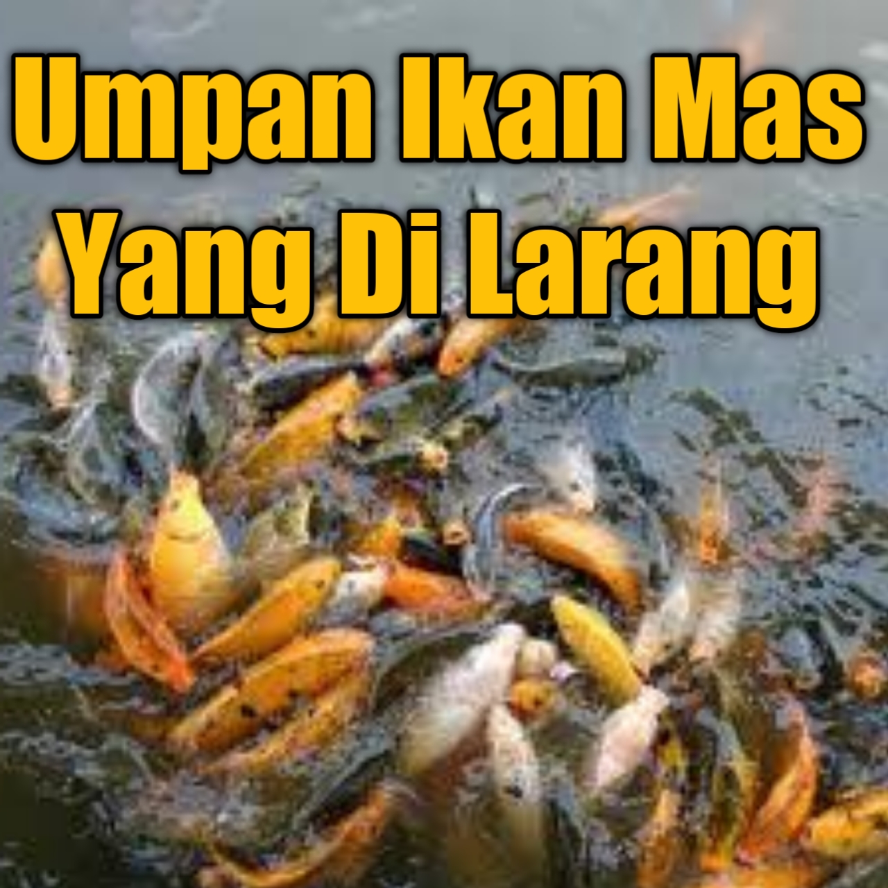 Detail Gambar Mancing Ikan Di Kolam Nomer 39