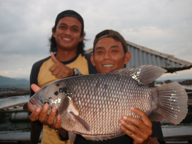 Detail Gambar Mancing Ikan Di Kolam Nomer 43