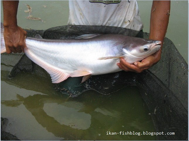 Detail Gambar Mancing Ikan Di Kolam Nomer 45