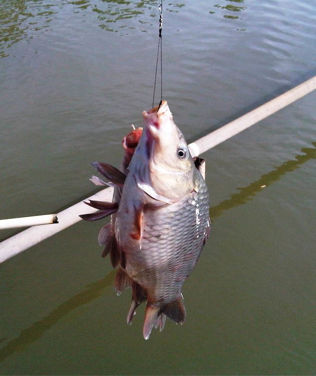 Detail Gambar Mancing Ikan Di Kolam Nomer 7