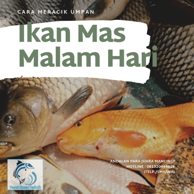 Detail Gambar Mancing Ikan Emas Nomer 13