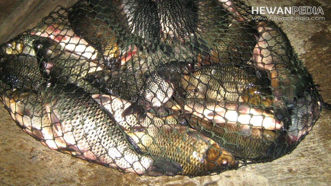 Detail Gambar Mancing Ikan Emas Nomer 17