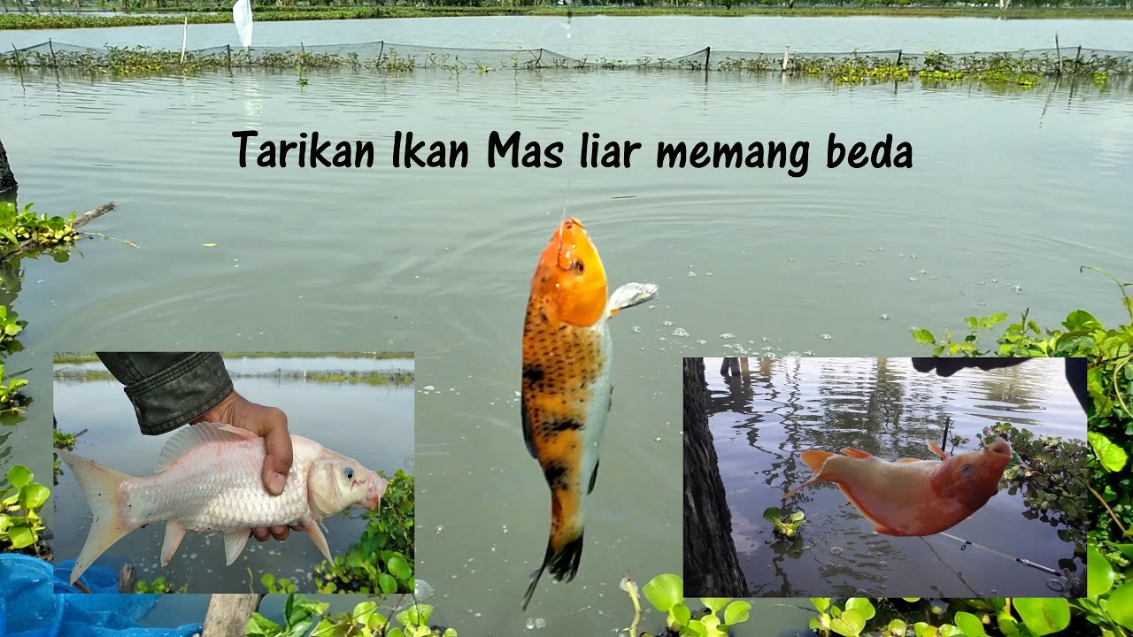 Detail Gambar Mancing Ikan Emas Nomer 18