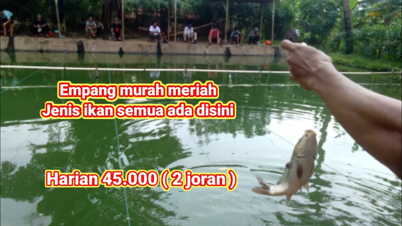 Detail Gambar Mancing Ikan Emas Nomer 53