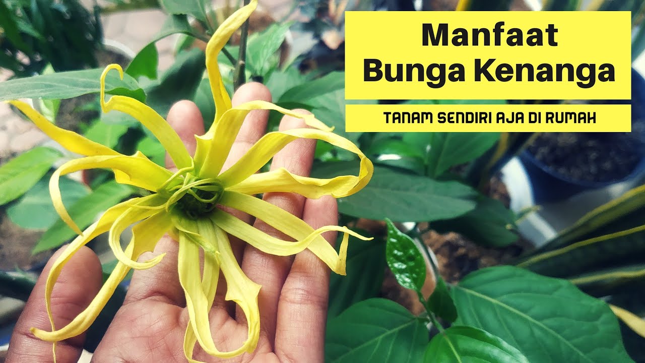 Detail Gambar Manfaat Bunga Kenanga Nomer 28