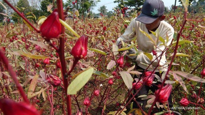 Detail Gambar Manfaat Bunga Rosella Nomer 14