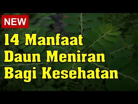 Detail Gambar Manfaat Meniran Nomer 45