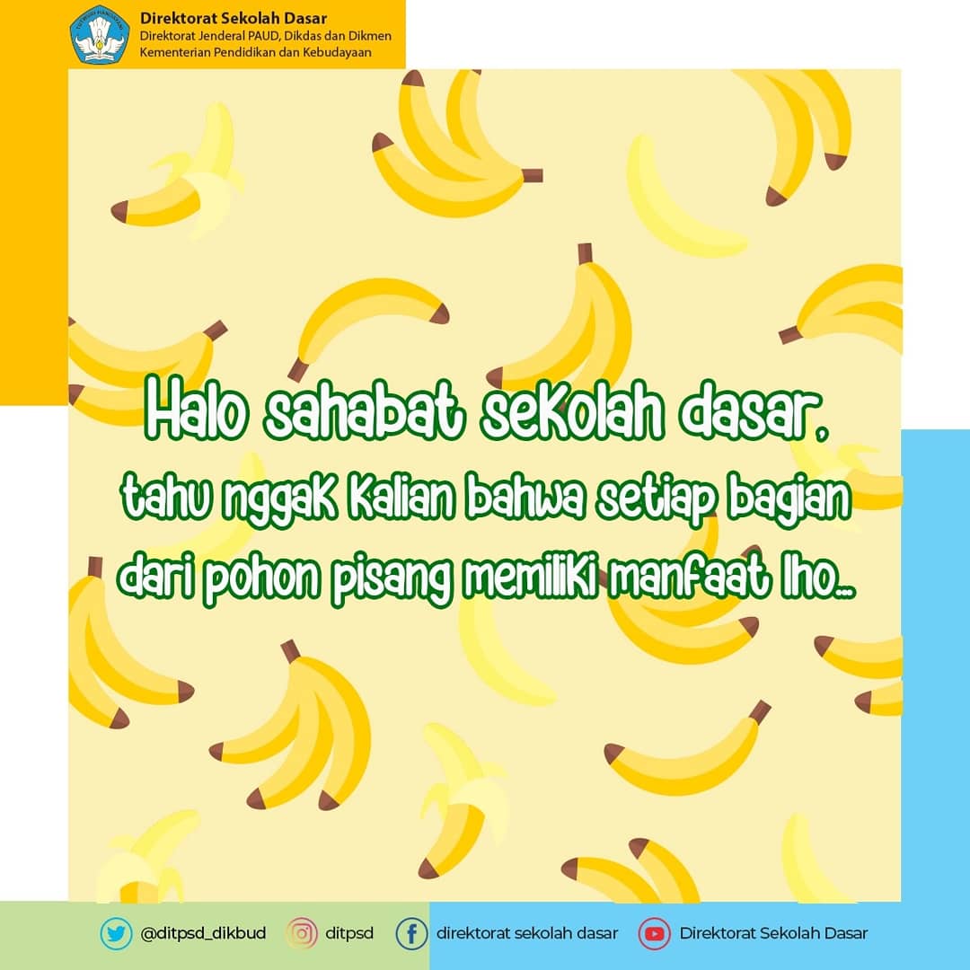 Detail Gambar Manfaat Setiap Bagian Phon Pisang Nomer 41