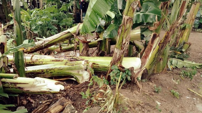 Detail Gambar Manfaat Setiap Bagian Pohon Pisang Nomer 29