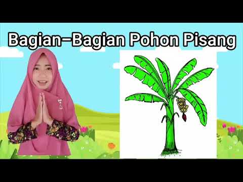 Detail Gambar Manfaat Setiap Bagian Pohon Pisang Nomer 30