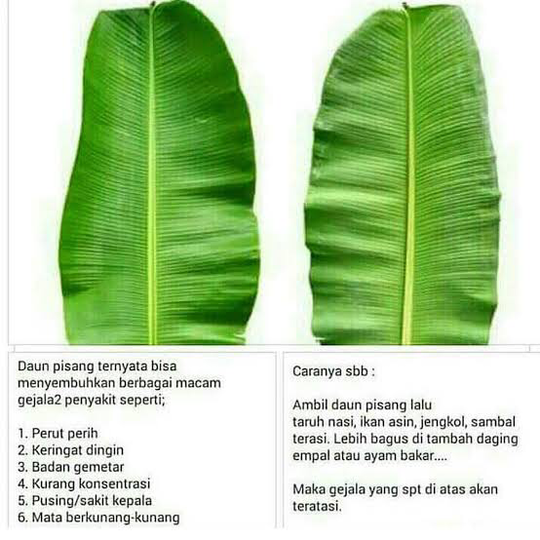 Detail Gambar Manfaat Setiap Bagian Pohon Pisang Nomer 42