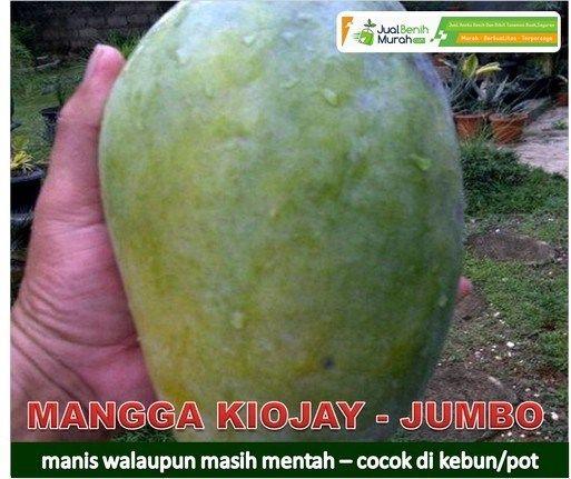 Detail Gambar Mangga Dan Nama Latinnya Nomer 42