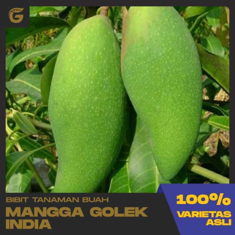 Detail Gambar Mangga Golek Nomer 23