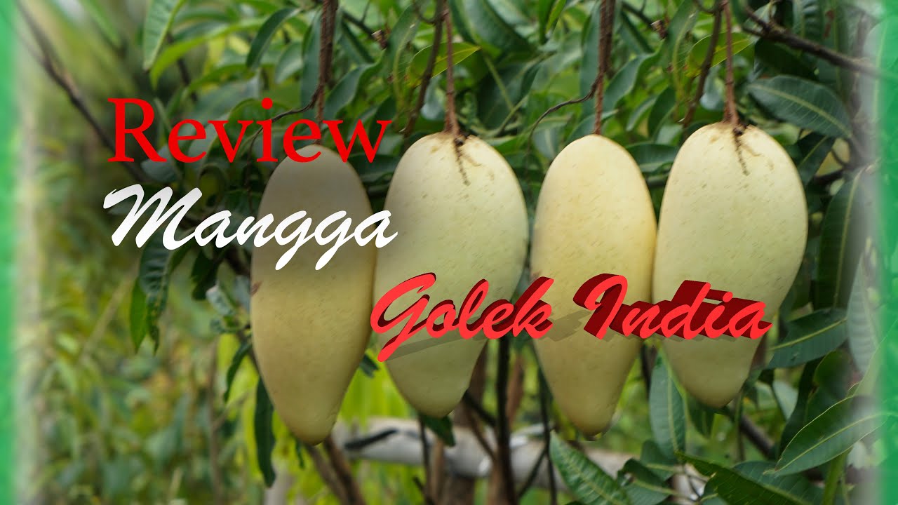 Detail Gambar Mangga Golek Nomer 47