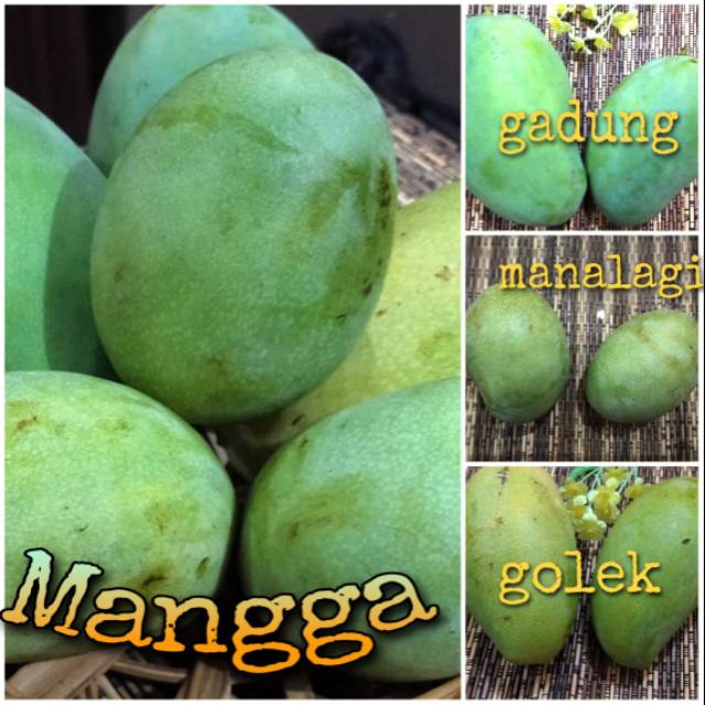 Detail Gambar Mangga Golek Nomer 48