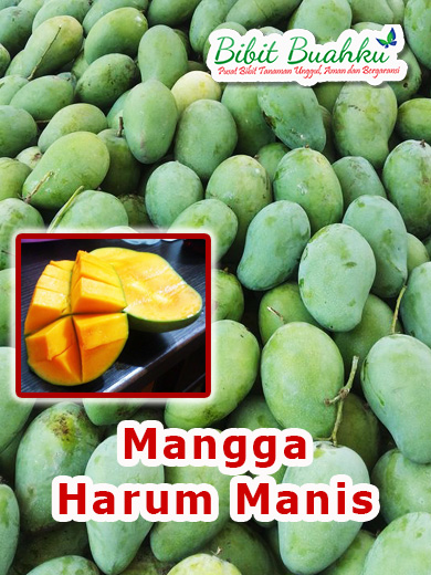 Detail Gambar Mangga Harum Manis Nomer 28