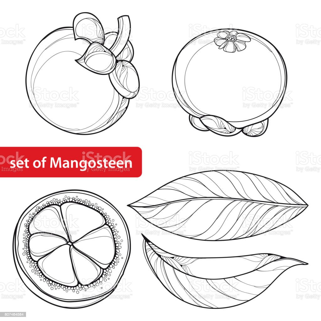 Detail Gambar Manggis Hitam Putih Nomer 16