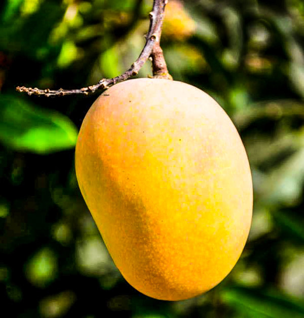 Gambar Mango - KibrisPDR