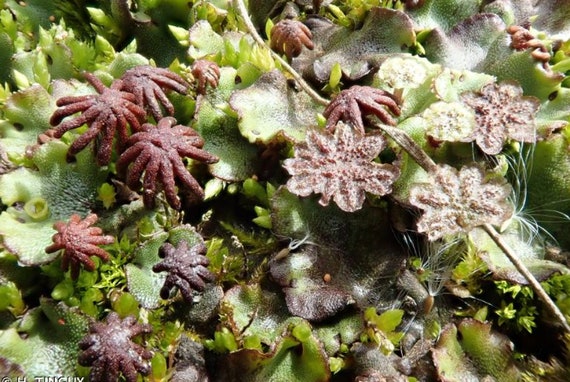 Detail Gambar Marchantia Polymorpha Nomer 19