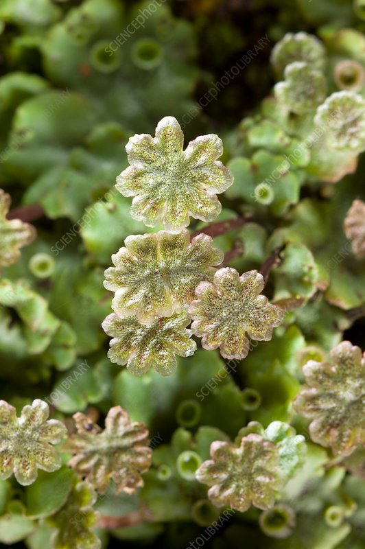 Detail Gambar Marchantia Polymorpha Nomer 20