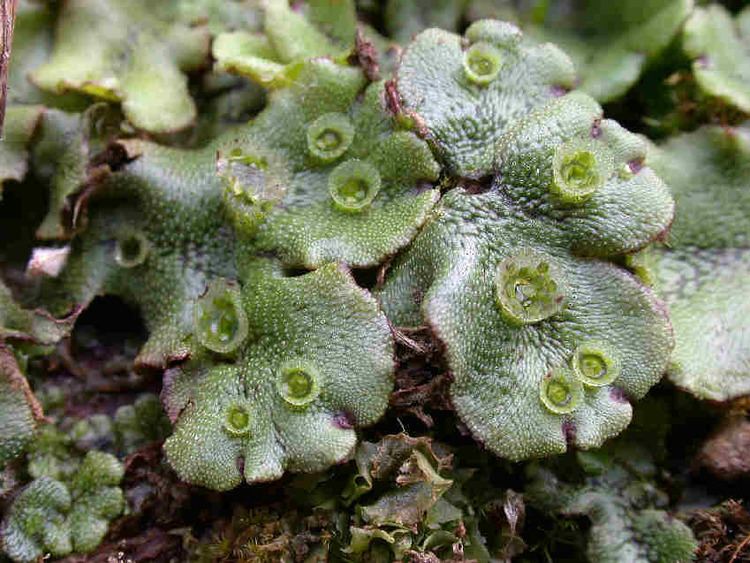 Detail Gambar Marchantia Polymorpha Nomer 22