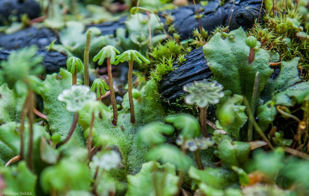 Detail Gambar Marchantia Polymorpha Nomer 28