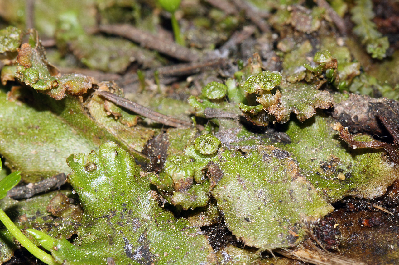 Detail Gambar Marchantia Polymorpha Nomer 33